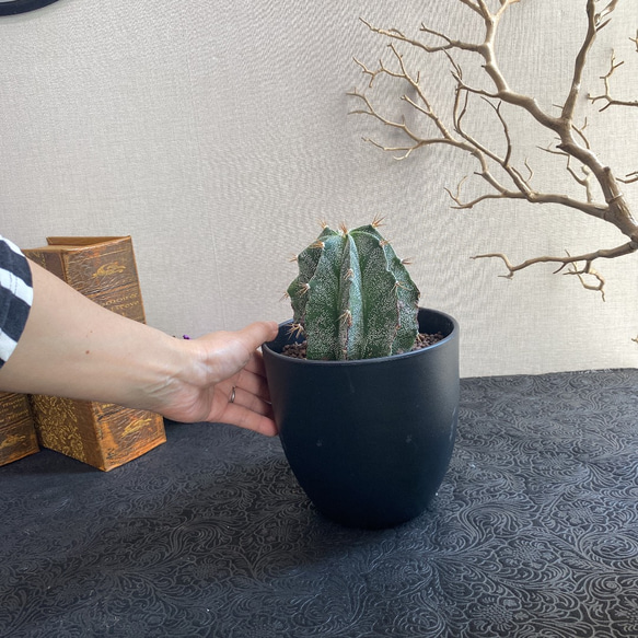 送料込 Astrophytum omatum アストロフィツム 般若　多肉植物　サボテン 6枚目の画像