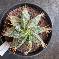 送料込 Astrophytum omatum アストロフィツム 般若　多肉植物　サボテン 8枚目の画像