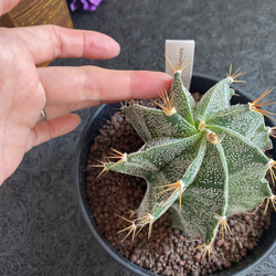 送料込 Astrophytum omatum アストロフィツム 般若　多肉植物　サボテン 9枚目の画像