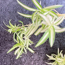 白い陶器入 立派なオリヅルラン　涼しげ観葉植物 子株あり お得 5枚目の画像