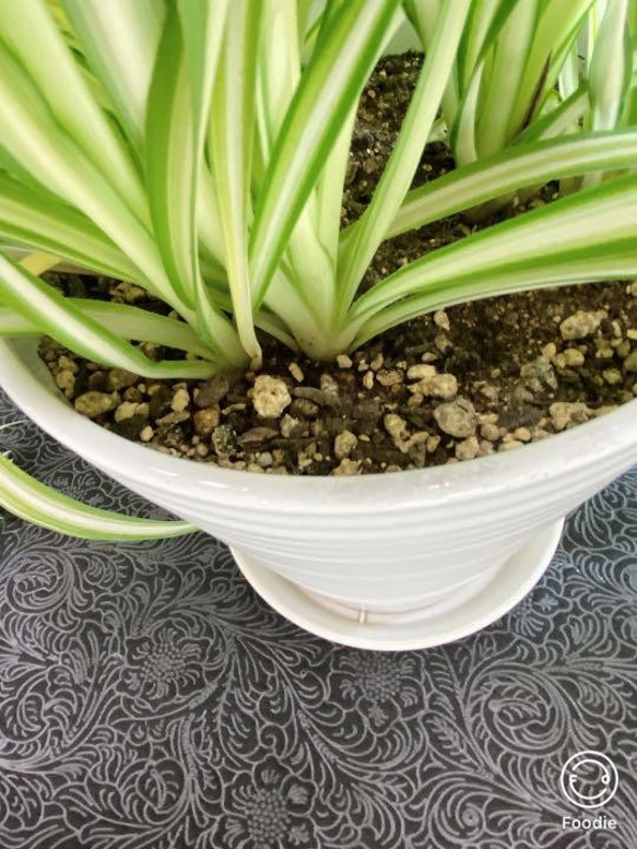 白い陶器入 立派なオリヅルラン　涼しげ観葉植物 子株あり お得 7枚目の画像