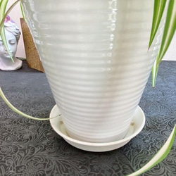 白い陶器入 立派なオリヅルラン　涼しげ観葉植物 子株あり お得 8枚目の画像