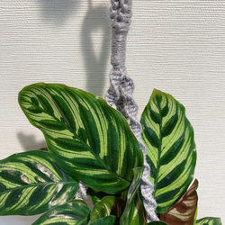 一点物　プランツハンガー付き　カラテア　マコヤナ　観葉植物　 3枚目の画像