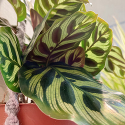一点物　プランツハンガー付き　カラテア　マコヤナ　観葉植物　 4枚目の画像