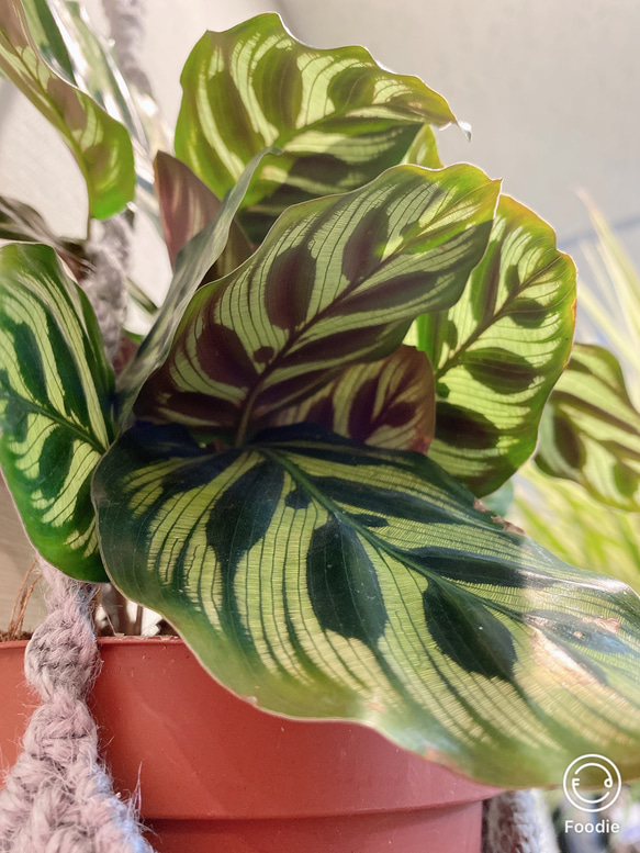 一点物　プランツハンガー付き　カラテア　マコヤナ　観葉植物　 4枚目の画像