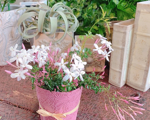 【花入10】常滑1（耳付）二代素三　高さ24.5㎝ 送料無料 羽衣ジャスミン 常緑低木 ガーデニング アートフラワー