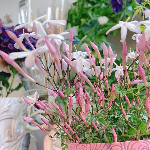 送料無料 羽衣ジャスミン 常緑低木 ガーデニング アートフラワー