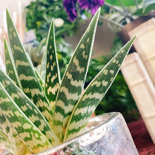 超絶希少！多肉植物シリーズ・アロエ属・千代田の光inわけけのお店