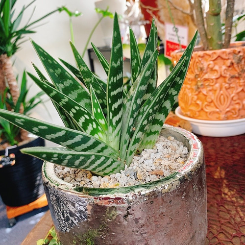 こちらは取引中ですアロエ　千代田錦　ぷくぷく赤ちゃん　多肉植物 こちらは取引中ですアロエ 千代田錦 ぷくぷく赤ちゃん 多肉植物