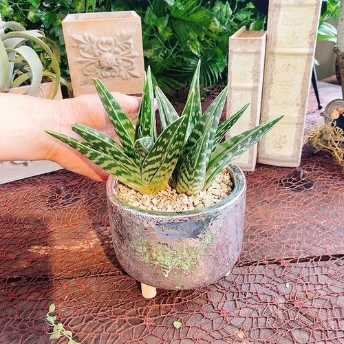 ≉ごつかわいい≉【送料無料】2株入 ＊アロエ 千代田錦