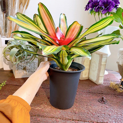 現物【送料無料】ネオレゲリア・カロリナエ・フランドリア 　珍奇植物　サボテン　熱帯 3枚目の画像