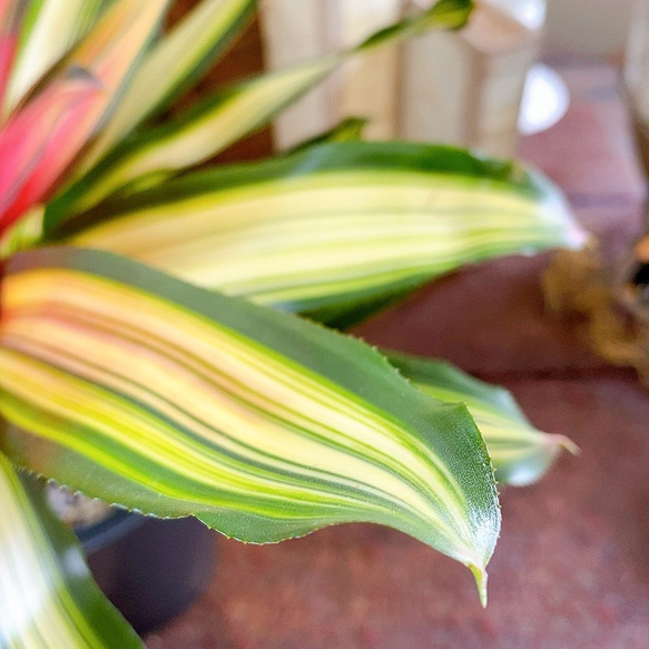 現物【送料無料】ネオレゲリア・カロリナエ・フランドリア 　珍奇植物　サボテン　熱帯 4枚目の画像