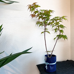 1点もの【送料無料】＊紅葉　爪紅＊ カエデ科 JAPANESE MAPLE お家カフェ 1枚目の画像