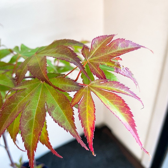 1点もの【送料無料】＊紅葉　爪紅＊ カエデ科 JAPANESE MAPLE お家カフェ 2枚目の画像