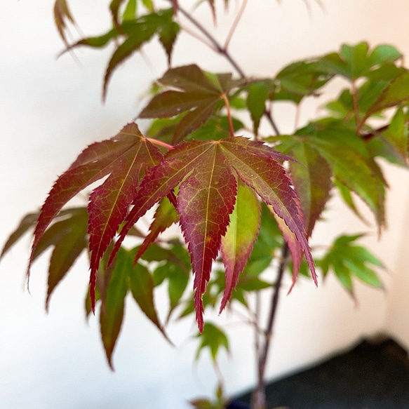 1点もの【送料無料】＊紅葉　爪紅＊ カエデ科 JAPANESE MAPLE お家カフェ 3枚目の画像