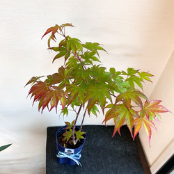 1点もの【送料無料】＊紅葉　爪紅＊ カエデ科 JAPANESE MAPLE お家カフェ 7枚目の画像