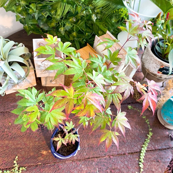 1点もの【送料無料】＊紅葉　爪紅＊ カエデ科 JAPANESE MAPLE お家カフェ 8枚目の画像