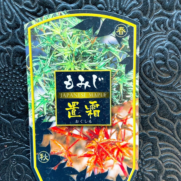 1点もの【送料無料】＊紅葉　置霜＊ カエデ科 JAPANESE MAPLE お家カフェ 7枚目の画像