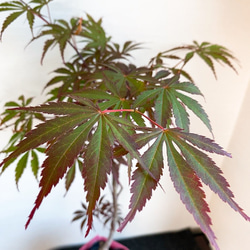 1点もの【送料無料】＊紅葉　紅鏡＊ カエデ科 JAPANESE MAPLE 2枚目の画像