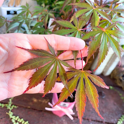 1点もの【送料無料】＊紅葉　紅鏡＊ カエデ科 JAPANESE MAPLE 3枚目の画像