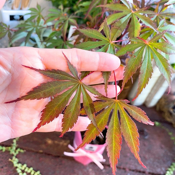 1点もの【送料無料】＊紅葉　紅鏡＊ カエデ科 JAPANESE MAPLE 3枚目の画像