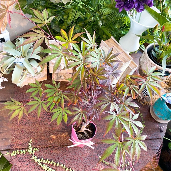 1点もの【送料無料】＊紅葉　紅鏡＊ カエデ科 JAPANESE MAPLE 4枚目の画像