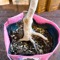 1点もの【送料無料】＊紅葉　紅鏡＊ カエデ科 JAPANESE MAPLE 5枚目の画像