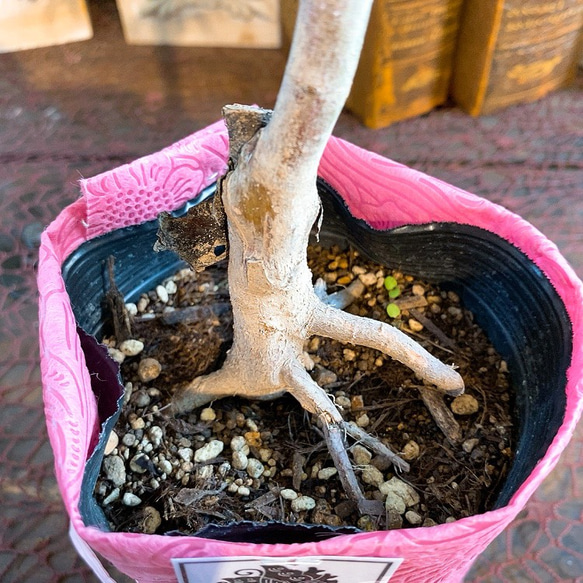 1点もの【送料無料】＊紅葉　紅鏡＊ カエデ科 JAPANESE MAPLE 5枚目の画像