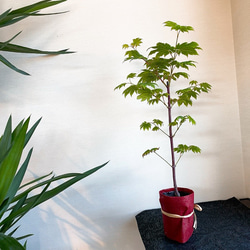 1点もの【送料無料】＊紅葉　青板屋＊ カエデ科 JAPANESE MAPLE お家カフェ 1枚目の画像