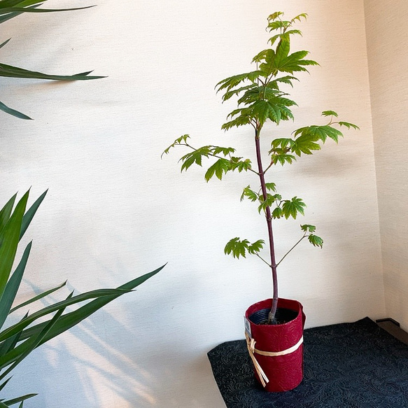 1点もの【送料無料】＊紅葉　青板屋＊ カエデ科 JAPANESE MAPLE お家カフェ 2枚目の画像