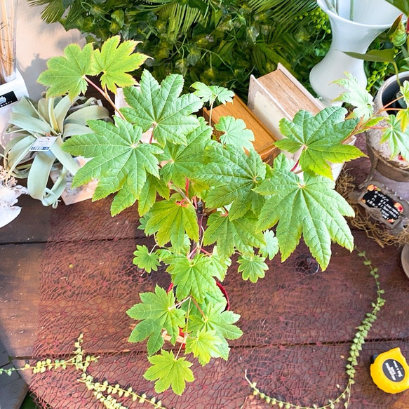 1点もの【送料無料】＊紅葉　青板屋＊ カエデ科 JAPANESE MAPLE お家カフェ 4枚目の画像