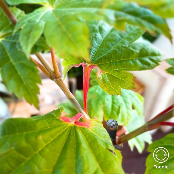 1点もの【送料無料】＊紅葉　青板屋＊ カエデ科 JAPANESE MAPLE お家カフェ 8枚目の画像