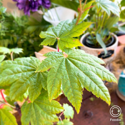 1点もの【送料無料】＊紅葉　青板屋＊ カエデ科 JAPANESE MAPLE お家カフェ 9枚目の画像