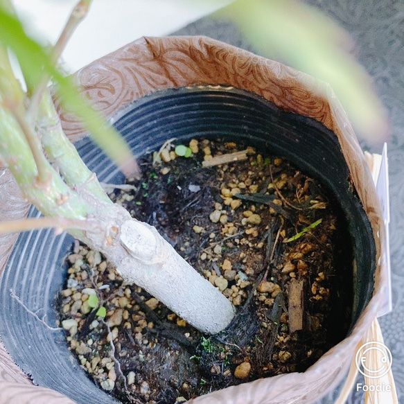 1点もの【送料無料】＊紅葉　青枝垂れ＊ カエデ科 JAPANESE MAPLE おうちカフェ 6枚目の画像