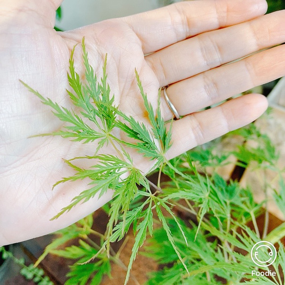 1点もの【送料無料】＊紅葉　青枝垂れ＊ カエデ科 JAPANESE MAPLE おうちカフェ 7枚目の画像