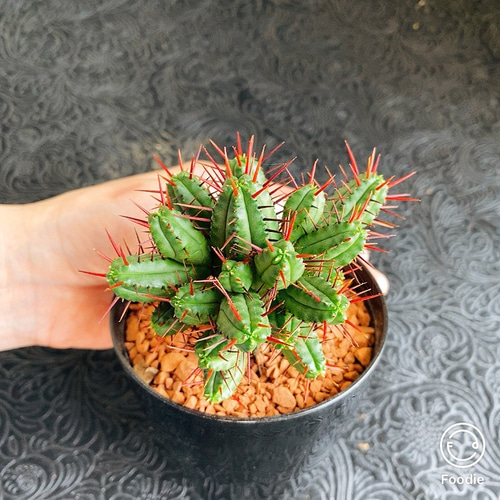 送料込・現品限り】＊ ユーフォルビア 紅彩閣 ＊ 赤トゲ サボテン ハー