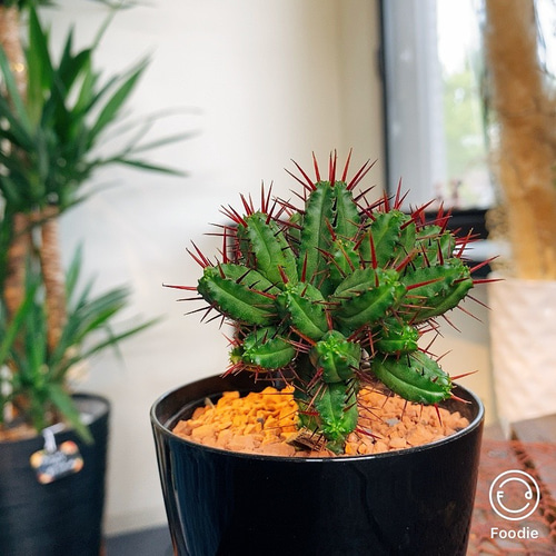 送料込・現品限り】＊ ユーフォルビア 紅彩閣 ＊ 赤トゲ サボテン ハー