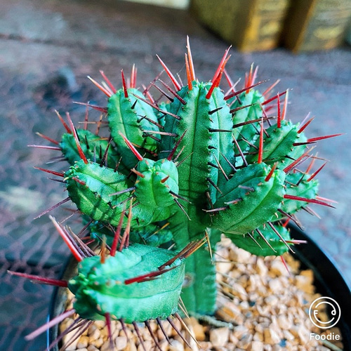 送料込・現品限り】＊ ユーフォルビア 紅彩閣 ＊ 赤トゲ サボテン ハー