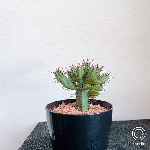 送料込・現品限り】＊ ユーフォルビア 紅彩閣 ＊ 赤トゲ サボテン ハー