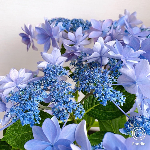 涼しげ感［送料込］＊額紫陽花 ダンスパーティーの苗木