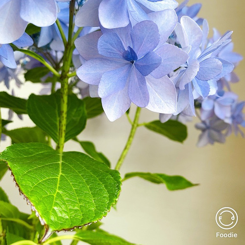 涼しげ感［送料込］＊額紫陽花 ダンスパーティーの苗木
