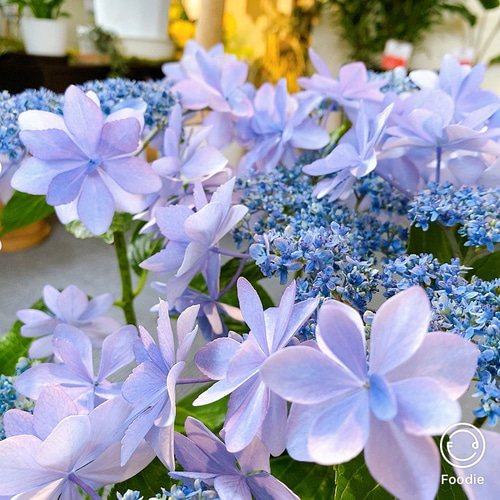のの★薔薇と紫陽花　最高級綿100%セミダブル　クイーン仕立て直し kijitsukushi_tsukushi-00110