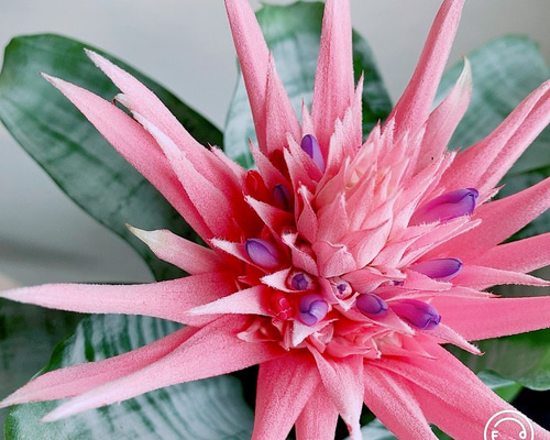 エクメアファッシアータ202401200007