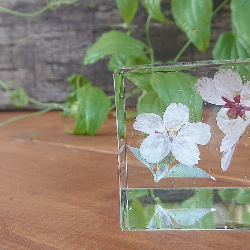 お花屋さんが作るクリスタルアートリウム＊植物標本＊桜＊固まるハー