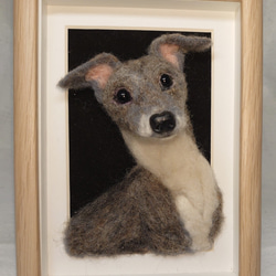 メルカリで1時間以内に売れなければ300円❗「幻のイタリアングレーハウンド」 メルカリで1時間以内に売れなければ300円❗「幻のイタリアングレー