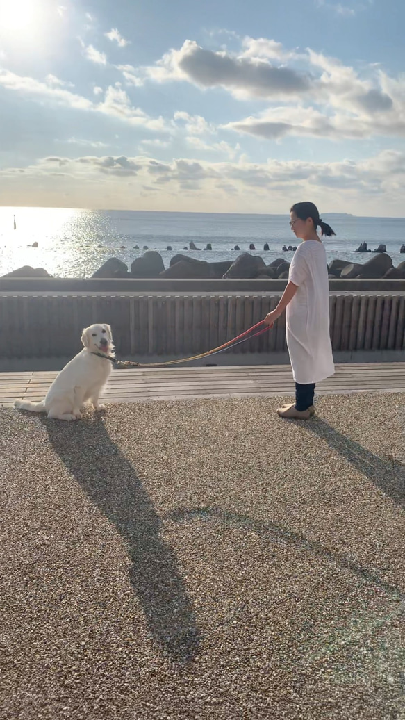 SUNNY250/LL ロングリード 大型犬用//ピレニーズ等 お日様風カラー 犬のリード 4枚目の画像