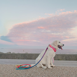 JanisRainbow250/L ロングリード中-大型犬用 ゴールデンレトリバー レインボーカラー 2枚目の画像