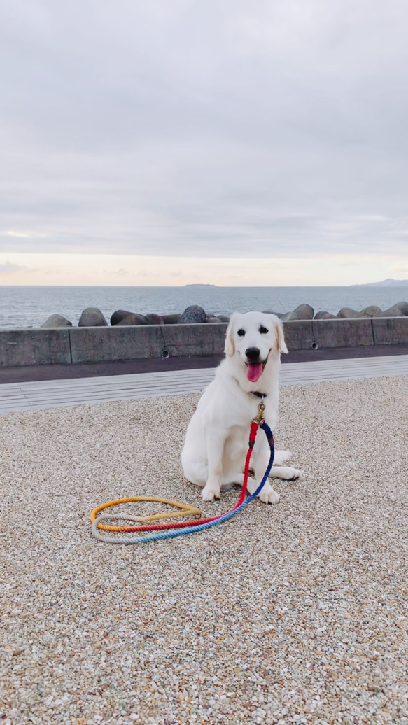 GoodDayCafe250/M ロングリード小型犬-中型犬用//チワワ、トイプードル等 カフェ風カラー 犬のリード 3枚目の画像