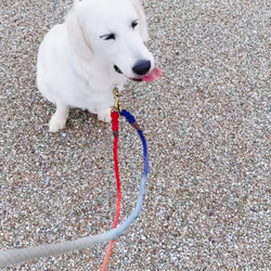 GoodDayCafe250/M ロングリード小型犬-中型犬用//チワワ、トイプードル等 カフェ風カラー 犬のリード 4枚目の画像