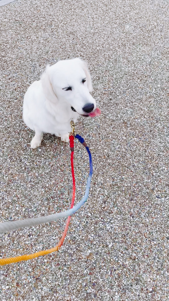 GoodDayCafe250/M ロングリード小型犬-中型犬用//チワワ、トイプードル等 カフェ風カラー 犬のリード 4枚目の画像